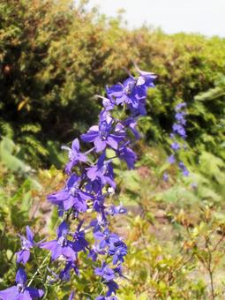 ブルーの爽やかな花 ブルーの爽やかな花 ブルーの花,青い,オオバナヒエンソウの写真素材