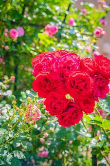 北海道　札幌のバラ園 風景,景色,北海道の写真素材