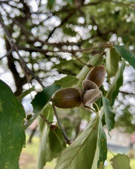 公園のどんぐり帽子の写真