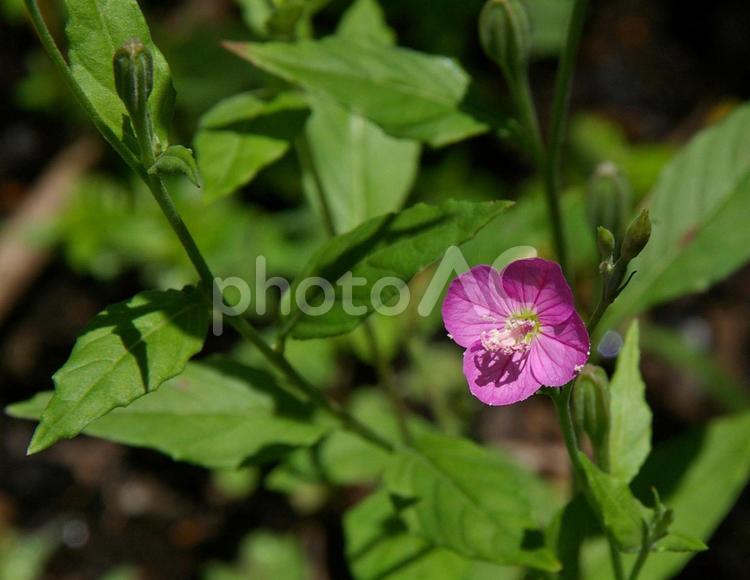 ユウゲショウ ユウゲショウ,夕化粧,アカバナユウゲショウの写真素材