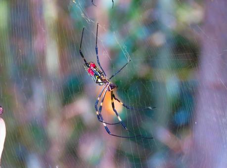 蜘蛛の巣を張るジョロウグモ 蜘蛛の巣を張るジョロウグモ ジョロウグモ,生き物,蜘蛛の写真素材