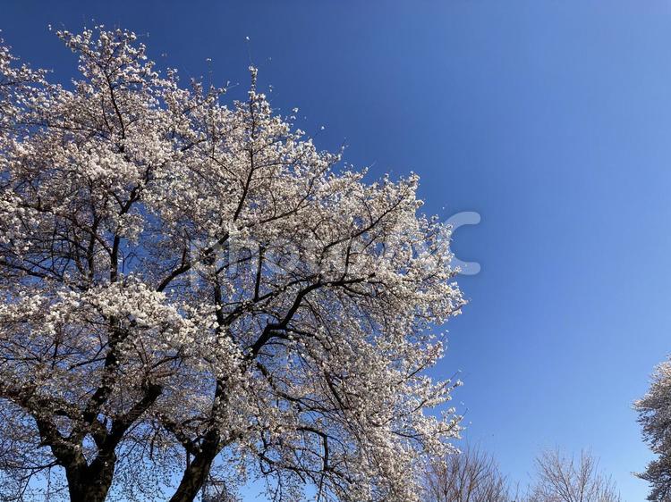 長野県塩尻市営球場の桜 春,桜,青空の写真素材