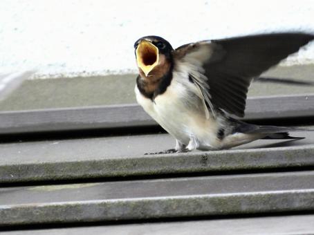 餌をねだるツバメの幼鳥 餌をねだるツバメの幼鳥の写真