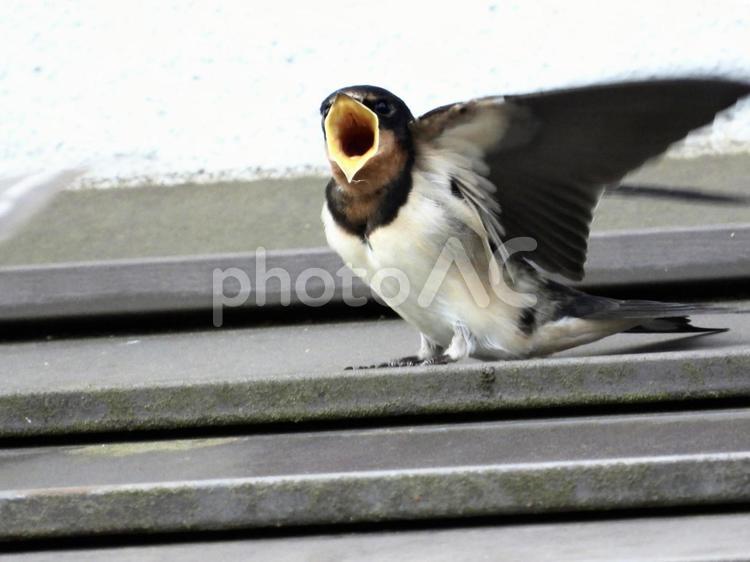 餌をねだるツバメの幼鳥 鳥,野鳥,ツバメの写真素材