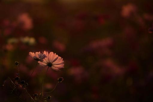 夕暮れの中　逆光に浮かび上がるコスモス コスモス,秋,夕暮れの写真素材