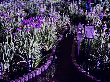 夜の堀切菖蒲園 ライトアップされる花菖蒲 夜の堀切菖蒲園 ライトアップされる花菖蒲の写真