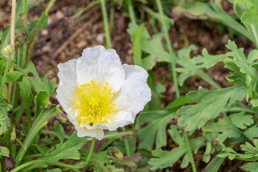 White Iceland poppies in early summer, JPG White Iceland poppies in early summer, JPG
