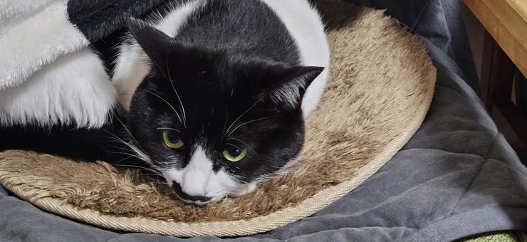 上目遣いのハチワレ姉猫 猫,瞳,視線の写真素材