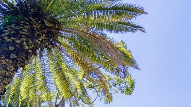 Photo, palm tree leaves, sunny, sky, 