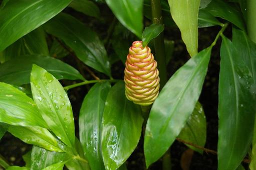 アカホオオショウガ アカホオオショウガ,赤穂大生姜,黄の写真素材