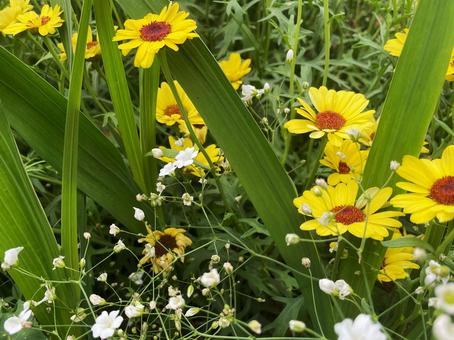かすみ草とオオキンケイギクの花風景1 かすみ草とオオキンケイギクの花風景1 かすみ草,オオキンケイギク,花の写真素材