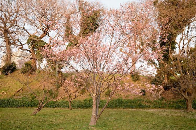 桜の木 春の訪れ,春,春の風景の写真素材