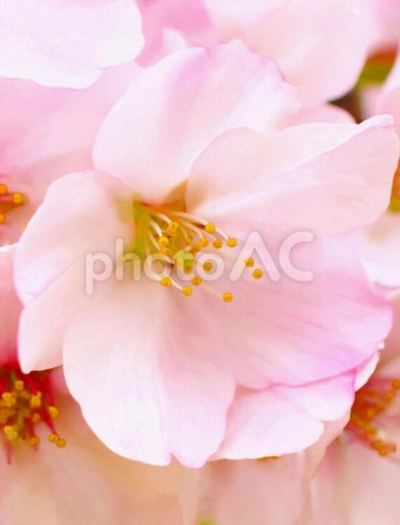 淡いピンクの桜の花びら、クローズアップ 桜,さくら,サクラの写真素材