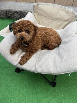 犬 トイプードル リラックス 犬 トイプードル リラックス トイプードル,犬,日差しの写真素材