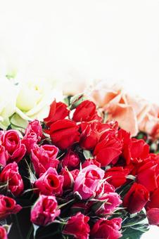 ばら バラの花 花 赤 植物 成長 カラー画像 写真 小さい 新しい命