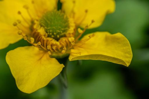 ダイコンソウの黄色の花びら ダイコンソウの黄色の花びら ダイコンソウ,大根草,黄色の花の写真素材