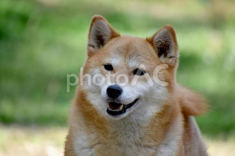 柴犬・背景緑 柴犬,柴,犬の写真素材