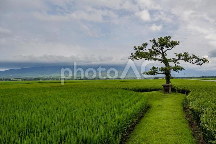 田んぼの御神木 田んぼの御神木,植物,佐渡島の写真素材