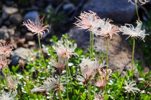 チングルマ チングルマ チングルマ,高山植物,苗場山の写真素材