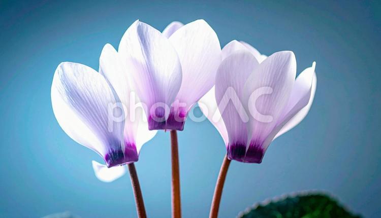 冬の花　シクラメン シクラメン,ピンク,自然の写真素材