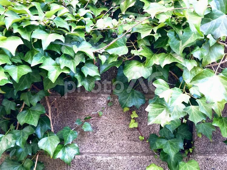 蔦の葉とブロック塀 蔦,葉,ブロック塀の写真素材