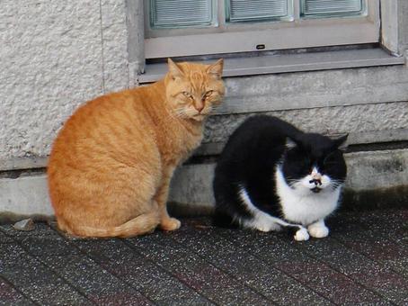 日本の猫 日本の猫の写真