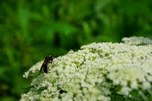 ハチ ハチ ハチ,花,植物の写真素材