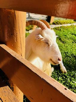 いねむりヤギさん いねむりヤギさん ヤギ,動物,癒しの写真素材