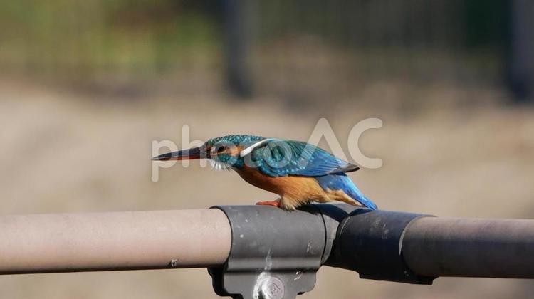 親水池の桟橋でエメラルドグリーンに輝くカワセミ カワセミ,かわせみ,野鳥の写真素材