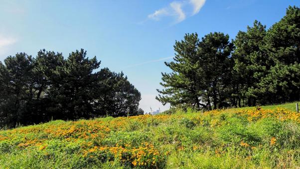 葛西臨海公園・秋に咲いていた花・江戸川区 葛西臨海公園・秋に咲いていた花・江戸川区 秋,花,葛西臨海公園の写真素材