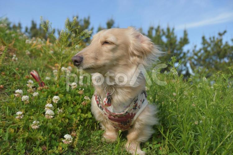 草原の中の犬 動物,犬,ミニチュアダックスの写真素材