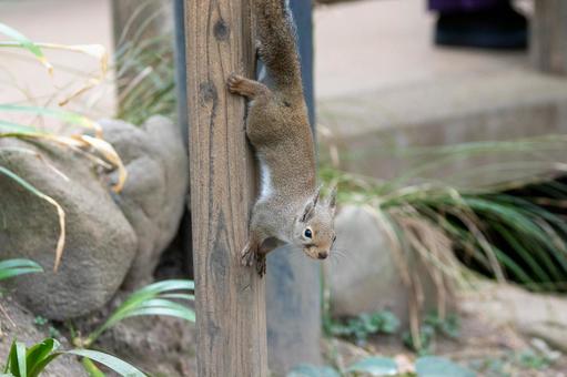 木から降りるリス 木から降りるリス リス,ニホンリス,小動物の写真素材