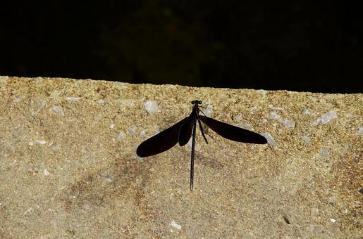 川辺のハグロトンボ ハグロトンボ,羽黒蜻蛉,ホソホソトンボの写真素材