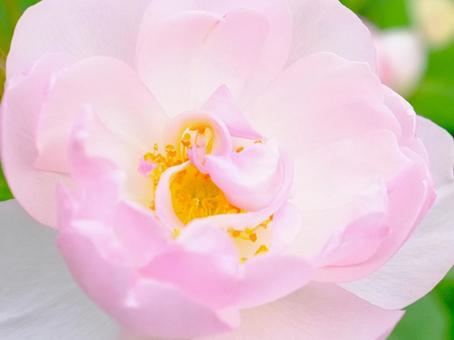 ピンクの薔薇 ピンクの薔薇の写真