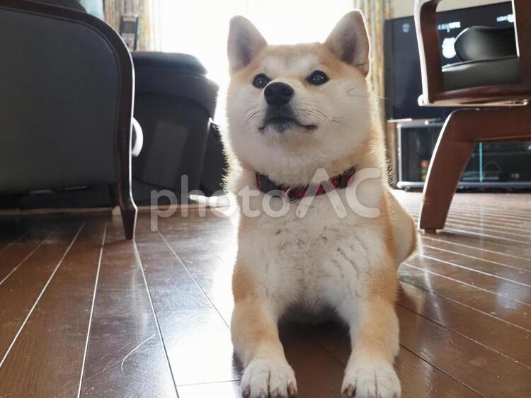 家の中で一休み 柴犬,犬,家族の写真素材