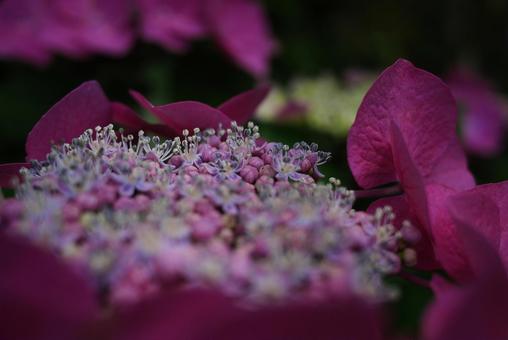 赤い花のヤマアジサイの雄しべのマクロ 赤い花のヤマアジサイの雄しべのマクロの写真
