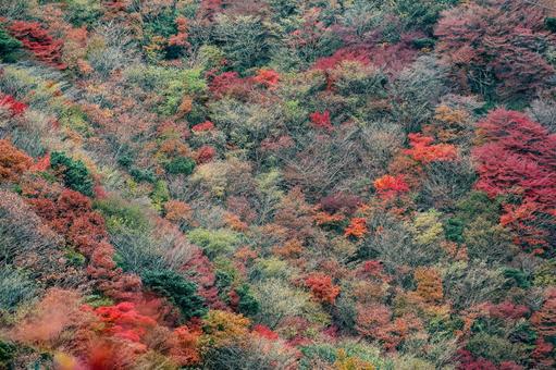 雲仙　妙見岳の紅葉 紅葉,妙見岳,仁田峠の写真素材