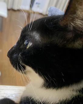 綺麗な瞳の猫 綺麗な瞳の猫 猫,横顔,横向いた猫の写真素材