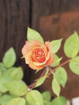 薔薇 オレンジ ③ 薔薇 オレンジ ③ 薔薇,オレンジ,日の丸構図の写真素材