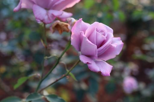 バラ園にて綺麗な薔薇を撮りました バラ園にて綺麗な薔薇を撮りました 花,薔薇,自然の写真素材