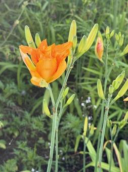 ヤブカンゾウ ヤブカンゾウ,オレンジ,花の写真素材