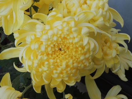 菊 黄色 菊 黄色の写真