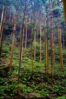 シダ生い茂る深い森の情景 森,森林,木々の写真素材