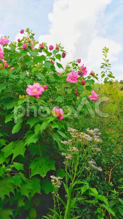 公園の花、フヨウ〜モネの庭・高知県〜 花,公園,背景の写真素材