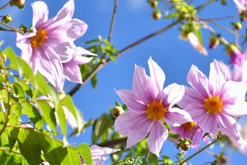 皇帝ダリアの花 皇帝ダリア,キダチダリア,春の写真素材