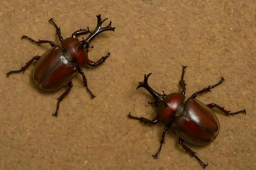 地面のカブトムシペア 地面のカブトムシペアの写真