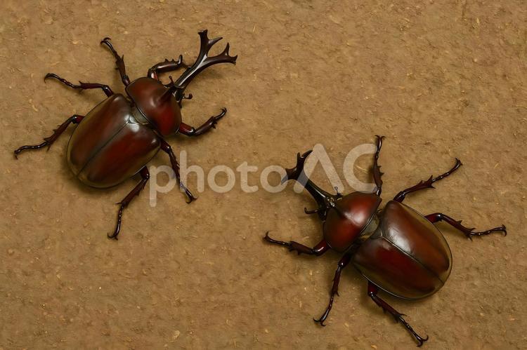 地面のカブトムシペア カブトムシ,昆虫,甲虫の写真素材