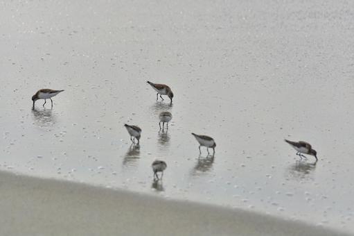 トウネン トウネン トウネン,野鳥,渡り鳥の写真素材