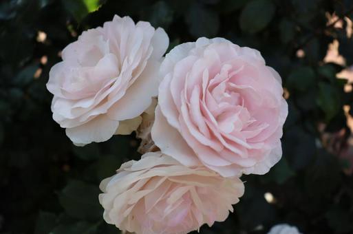 三輪の淡い薔薇 三輪の淡い薔薇の写真