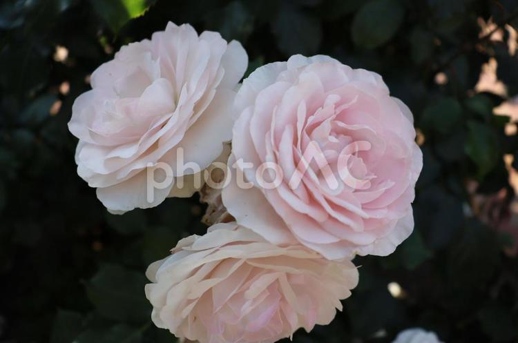 三輪の淡い薔薇 薔薇,花,綺麗の写真素材